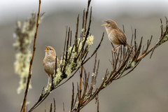 Cistothorus apolinari