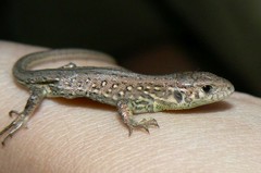 Lacerta agilis