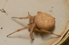 Araneus diadematus
