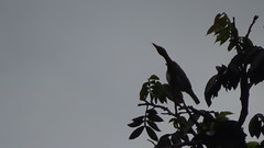 Stilpnia vitriolina