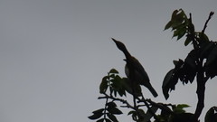 Stilpnia vitriolina