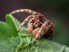 Araneus andrewsi