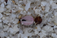 Niveria quadripunctata