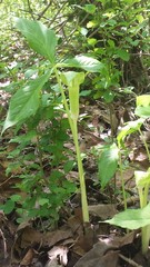 Arisaema triphyllum