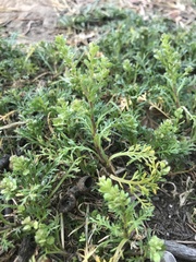 Lepidium strictum