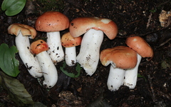 Russula betularum