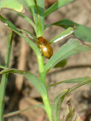 Aphthona nigriscutis