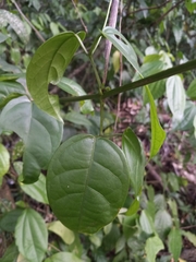 Bignonia