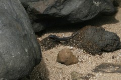 Emoia nigra