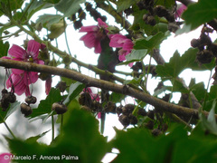 Malva assurgentiflora