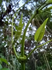 Bignonia