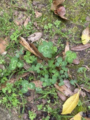 Trifolium repens