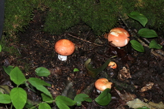 Russula betularum