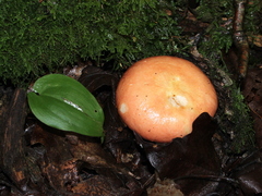 Russula betularum