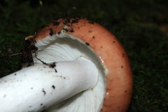 Russula betularum