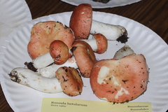 Russula betularum