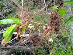 Glochidion billardierei