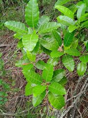 Alstonia balansae