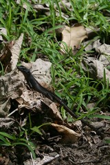 Emoia nigra