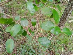 Gynochthodes myrtifolia