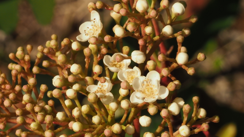 Photinia serratifolia, Johnston Terrace, Austin, TX, USA