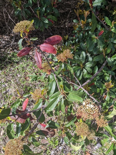 Photinia serratifolia