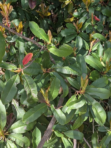 Photinia serratifolia