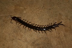 Scolopendra subspinipes