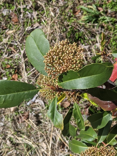 Photinia serratifolia