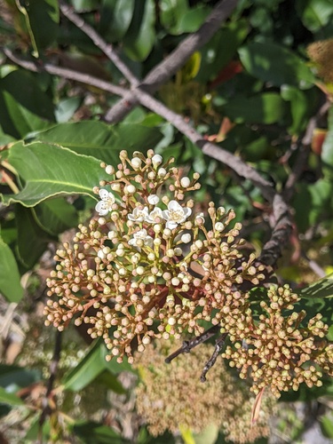 Photinia serratifolia