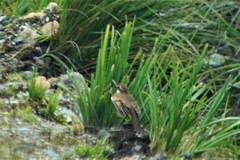 Cinclodes albidiventris