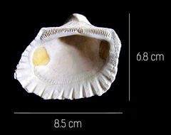 Larkinia grandis