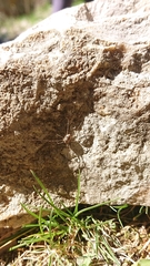 Dasylobus graniferus