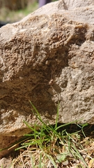 Dasylobus graniferus