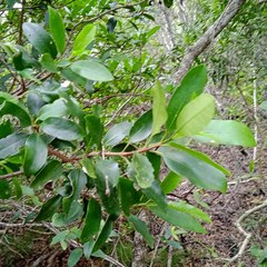 Atractocarpus platyxylon