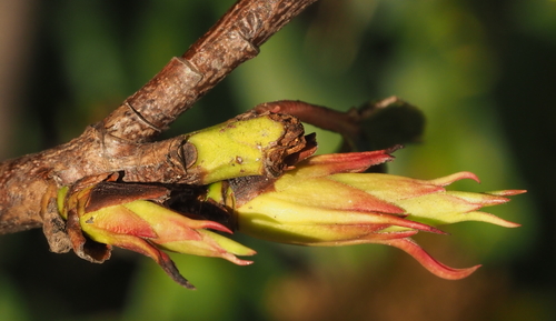 Photinia serratifolia