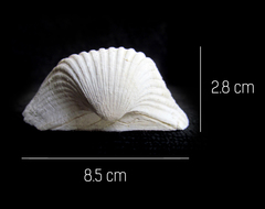 Larkinia grandis