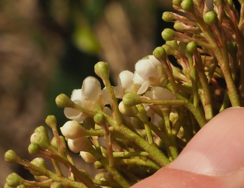Photinia serratifolia