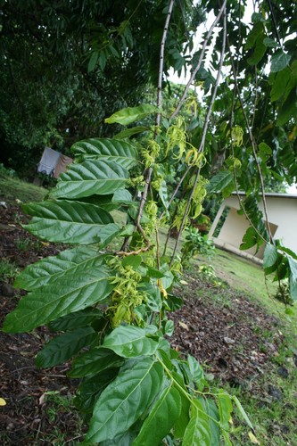 Ilang-ilang (Cananga odorata)