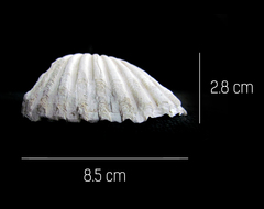 Larkinia grandis