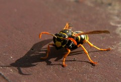 Polistes dominula