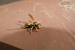 Polistes dominula