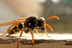 Polistes dominula