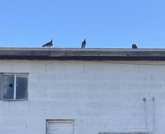 Columba livia domestica