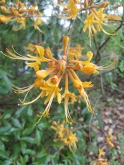 Image of Rhododendron austrinum