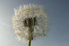 Taraxacum