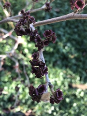 Daphne mezereum