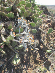 Acmispon argophyllus adsurgens