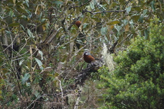 Conirostrum binghami