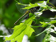 Gomphurus